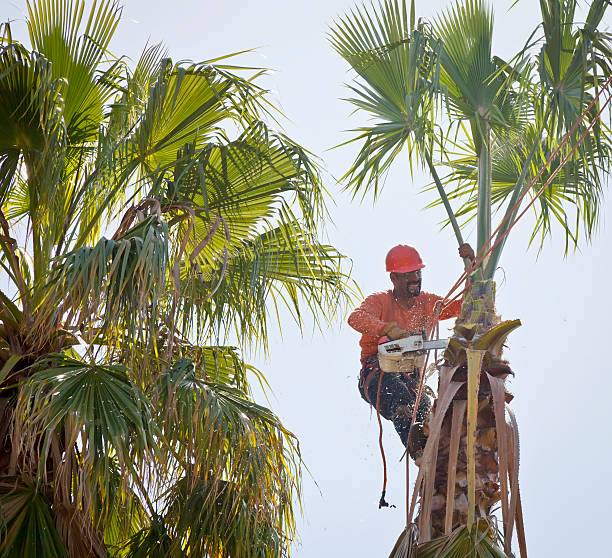 Tree Removal for Businesses in Altamonte Springs, FL